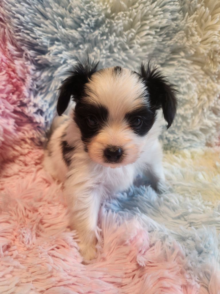 Angeli Luna - Chiots disponibles - Epagneul nain Continental (Papillon)
