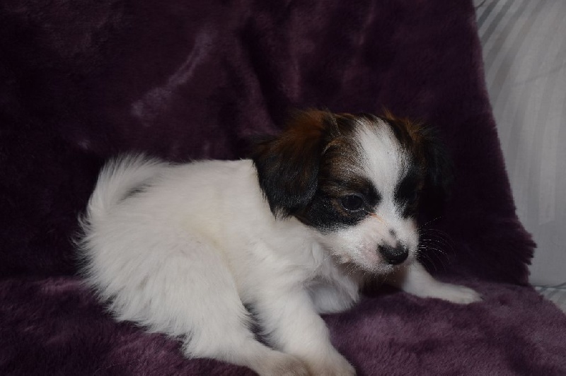 Angeli Luna - Epagneul nain Continental (Papillon) - Portée née le 02/02/2015