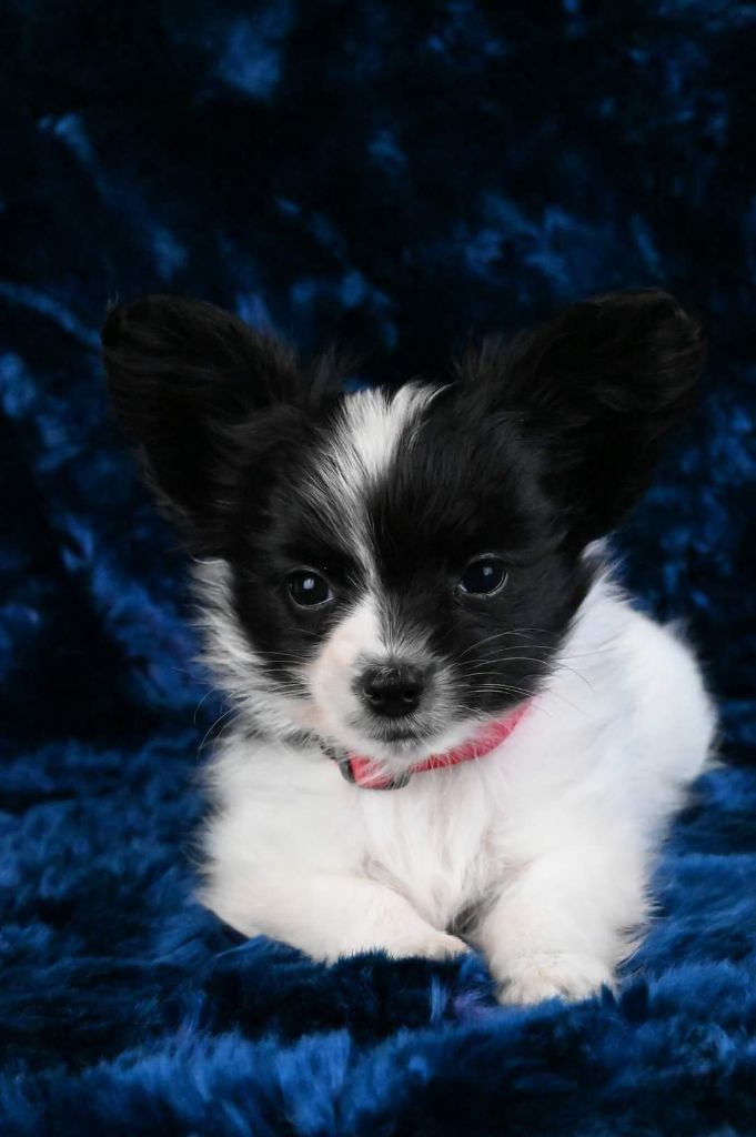 Angeli Luna - Epagneul nain Continental (Papillon) - Portée née le 14/09/2022