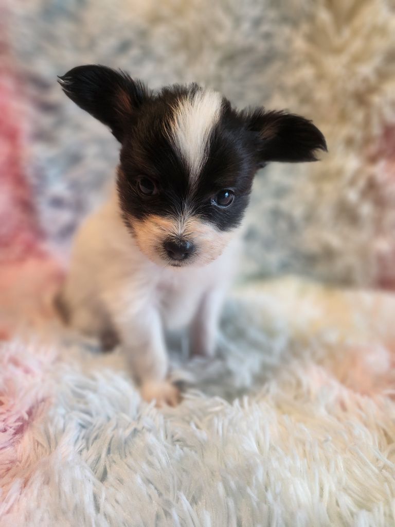 Angeli Luna - Chiots disponibles - Epagneul nain Continental (Papillon)