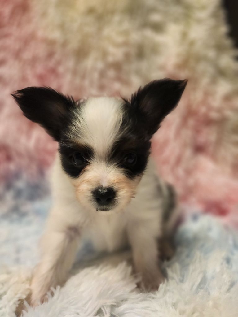 Angeli Luna - Chiots disponibles - Epagneul nain Continental (Papillon)