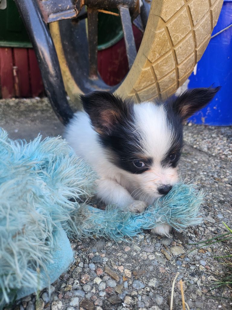 Angeli Luna - Chiots disponibles - Epagneul nain Continental (Papillon)