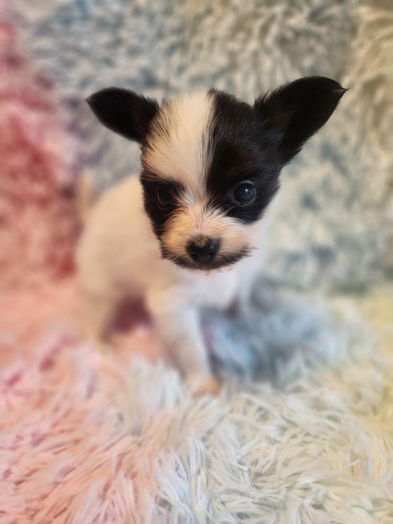 Angeli Luna - Chiots disponibles - Epagneul nain Continental (Papillon)